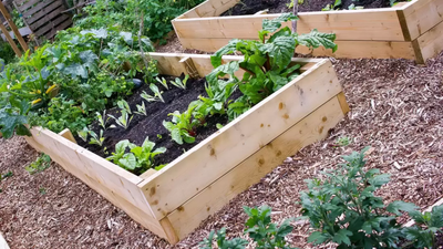Is Gardening Cheaper Than Buying Fruits and Vegetables?
